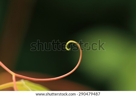 Closeup of wild grapevine tendril curled up into a spiral forming a hook.