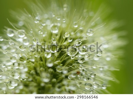 Water droplets on Grass flower - macro.\
Tiny raindrops shining on a green grass flower.