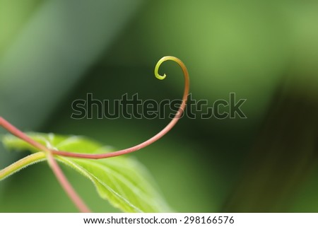 Tendril - background.
Close-up of wild grapevine tendril curled up into a spiral forming a hook.