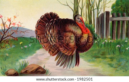 Strutting tom turkey, ready for Thanksgiving - a vintage illustration - circa 1910