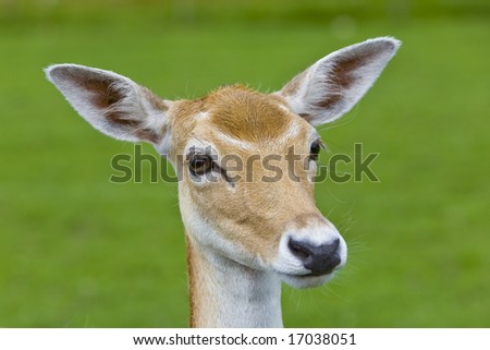 Fawn - young deer head. Selective focus, shallow DoF