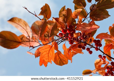 Orange color leaves and red berries against blue October sky