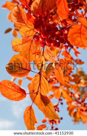 Orange color leaves and red berries against blue October sky