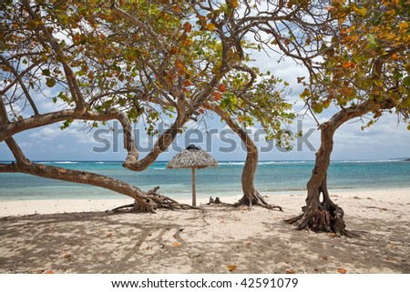 Caribbean seaside landscape with trees on a beach