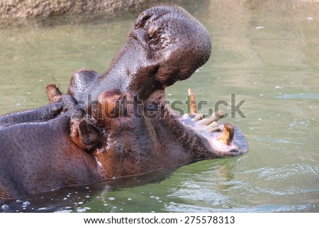 Profile of the head of an hippopotamus in water surface with open mouth
