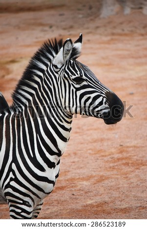 Portrait of zebra on the African savannah, profile
