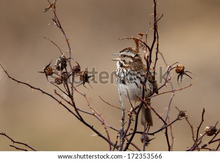 A Song Sparrow sings at Amherst Point Bird Sanctuary, Nova Scotia.