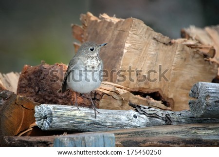A Gray-cheeked Thrush sits on a wood pile on Cape Sable Island, Nova Scotia.