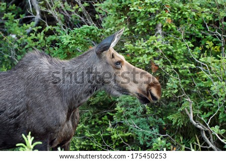 A female moose stands alert in the Cape Breton Highlands, Nova Scotia.
