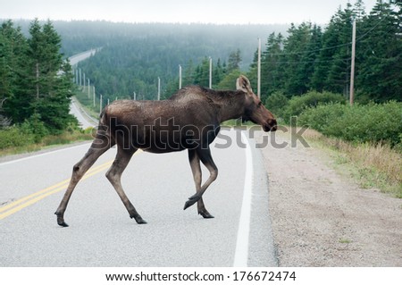 A moose crosses the road on the Cabot Trail in the Cape Breton Highlands National Park, Nova Scotia.