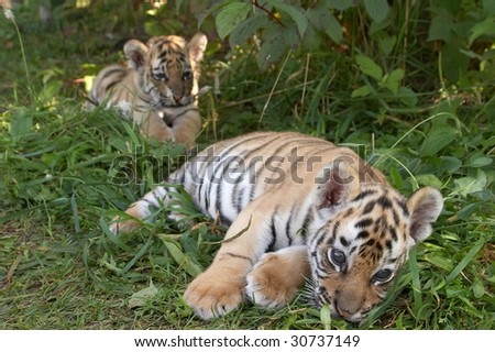 Cute sumatran tiger cubs