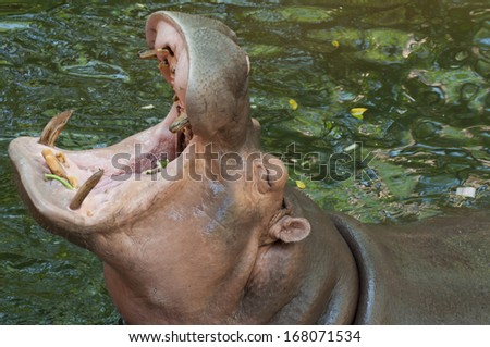 Hippo Hippopotamus open mouth of Khao kheow open zoo in thailand