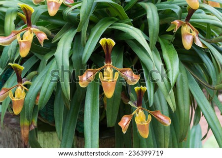 lady\'s slipper orchid (Paphiopedilum)
