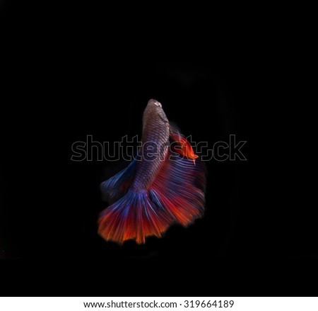 siamese fighting fish, Betta fish isolated on black background.