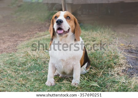 beagle dog sits on grass looking upward with anticipation