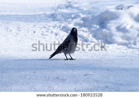 Black crow on white snow in winter