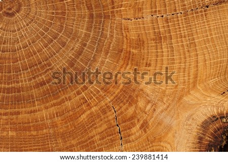 Oak board with growth rings close up