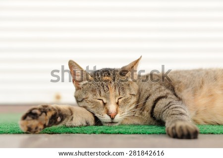 Stray tabby cat sleeping on green mat copyspace