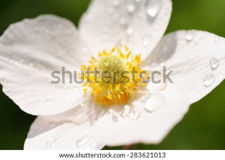 White anemone with dew on petals closeup