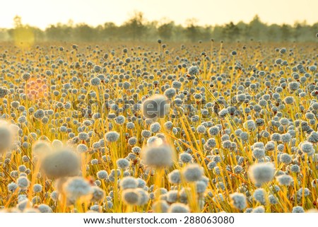 Landscape with a field of yellow flowers. Sunset