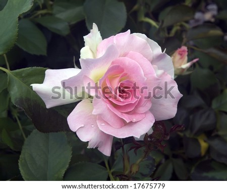 Hybrid  Rose on Stock Photo   The Hybrid Tea Rose  Charles Aznavour  Against A Natural