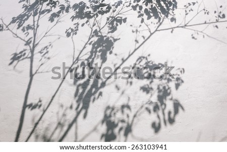 Tree leaves shadow on wall background, Nature Abstract