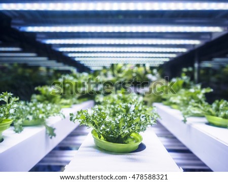 Greenhouse Plant row Grow with LED Light Indoor Farm Agriculture Technology