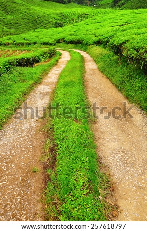 The trunk road in tea plantation farm