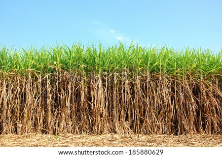 Sugar cane plantation in Thailand.