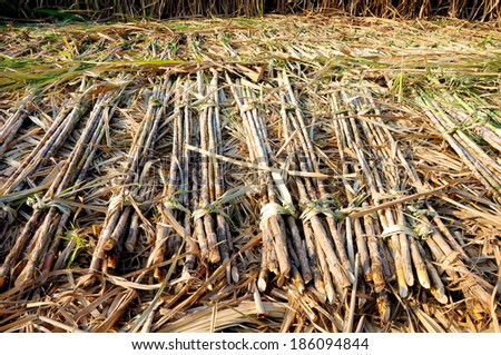Sugar cane plantation in Thailand.