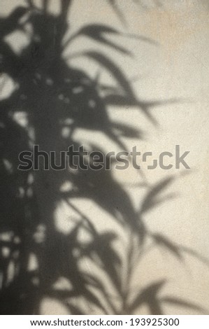 Shadow of tree on the old wall.