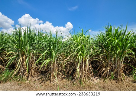 Sugar cane plantation in blue sky,Hua Hin Thailand.
