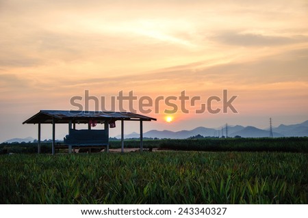 Cabin and pineapple field in sunset,Hua Hin landscape Thailand.