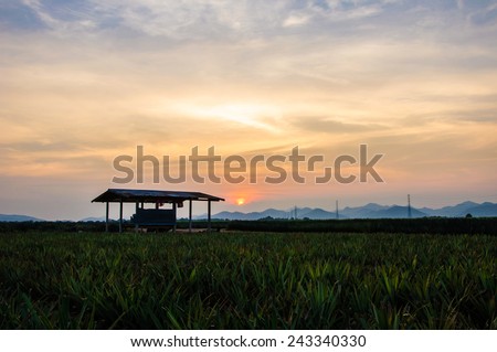 Cabin and pineapple field in sunset,Hua Hin landscape Thailand.