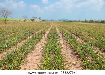 Pineapple fruit farm growing nature background.