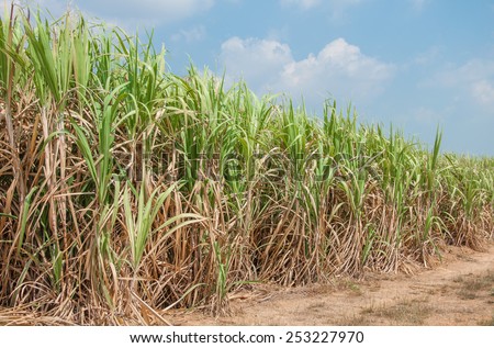 Sugar cane plantion in blue sky,Hua Hin Thailand.