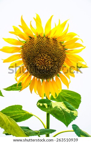 Sunflower on white background.