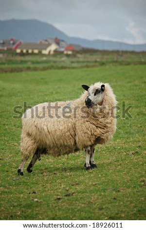 Special breed kerry sheep in the meadow in Kerry Ireland
