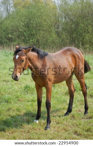 colt horse images