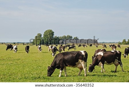 Cows peacefully grazing in their flat meadow on reclaimed land in the Netherlands