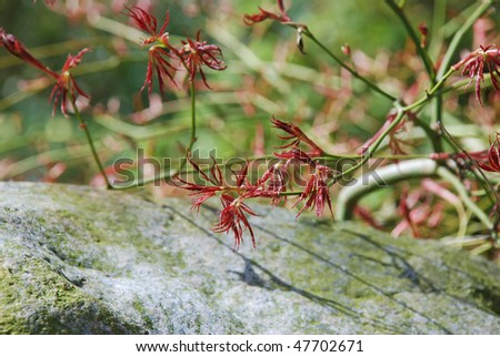 delicate red maple leaves, a new beginning in spring