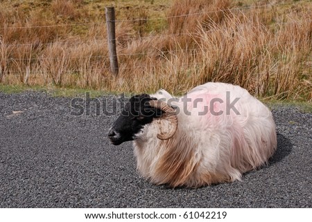 Headstrong irish sheep relaxing on road