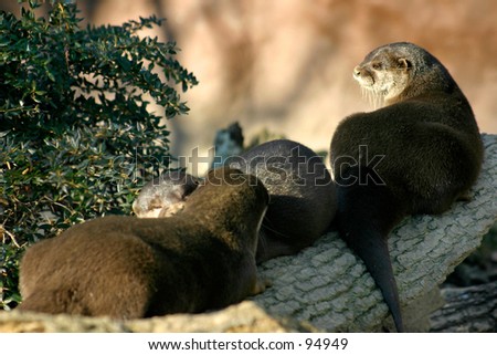 Otters family