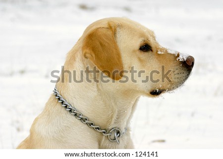 Snow Labrador Retriever