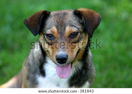 Cute mutt puppy smiling.
