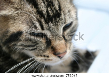 Sleepy kitten closeup, soft filter