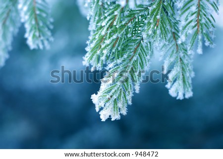 Pine tree covered with frost, blue toned