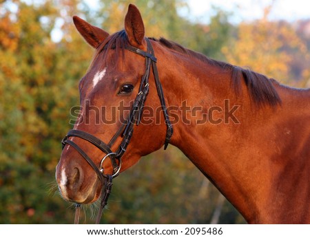 Portrait Of A Bay Thoroughbred Horse Stock Photo 2095486 : Shutterstock