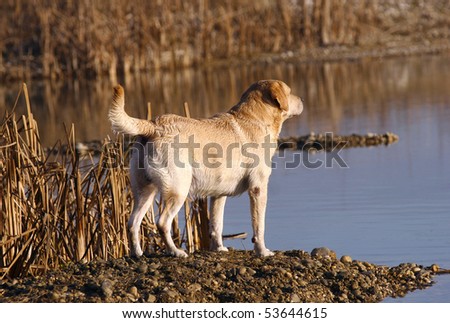 working labrador retriever