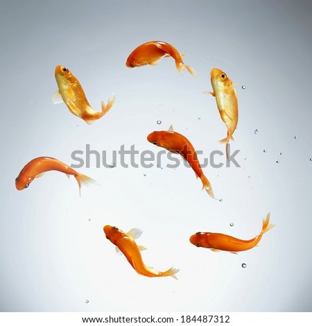 Gold fish in aquarium on a white background